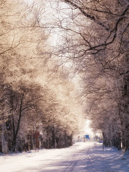 Strada alberata in inverno — Foto Stock