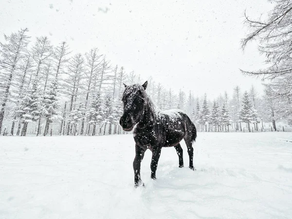 Cavalo em hokkaido de inverno — Fotografia de Stock
