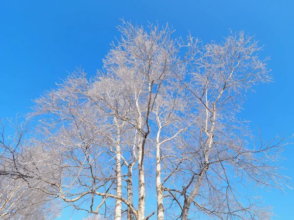 在北海道的霜覆盖树 — 图库照片