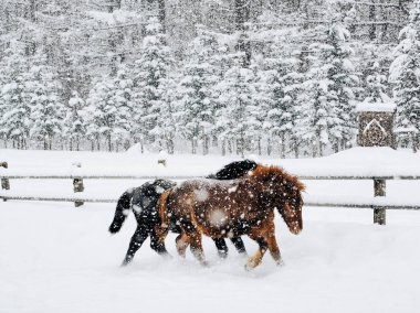 At kışın hokkaido