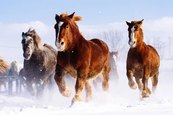 Atların kışın çalışan — Stok fotoğraf