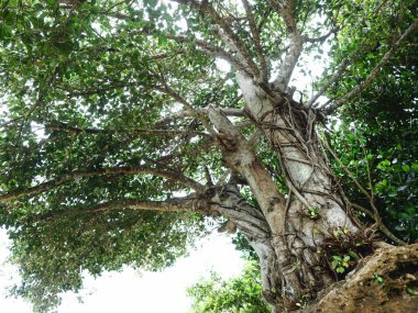 Okinawa büyük Hint inciri ağacı