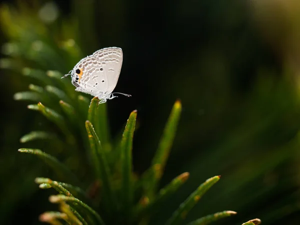 Borboleta pequena em okinawa — Fotografia de Stock