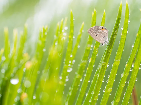 Borboleta pequena em okinawa — Fotografia de Stock