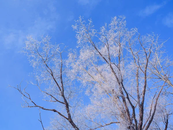 Árbol cubierto de escarcha y cielo azul —  Fotos de Stock