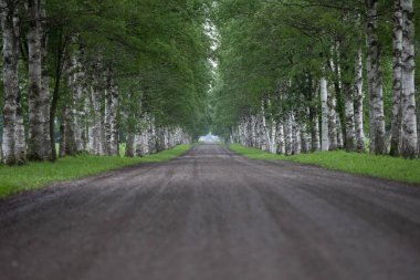 Ağaç çizgilerinin yaz aylarında sokak