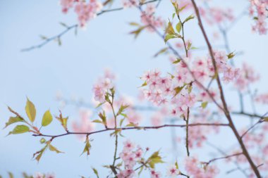 İlkbaharda kiraz çiçekleri