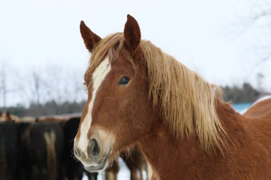 At kışın hokkaido