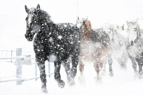 Rinnande hästar på vintern — Stockfoto