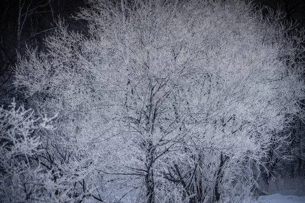 Χειμωνιάτικο τοπίο στο Χοκάιντο — Φωτογραφία Αρχείου