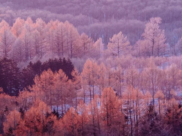 Floresta coberta de geada no início da manhã — Fotografia de Stock
