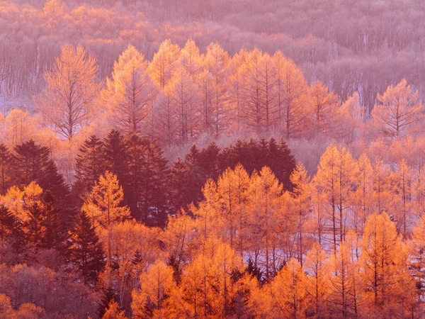 Overdekte forest vorst in de vroege ochtend — Stockfoto