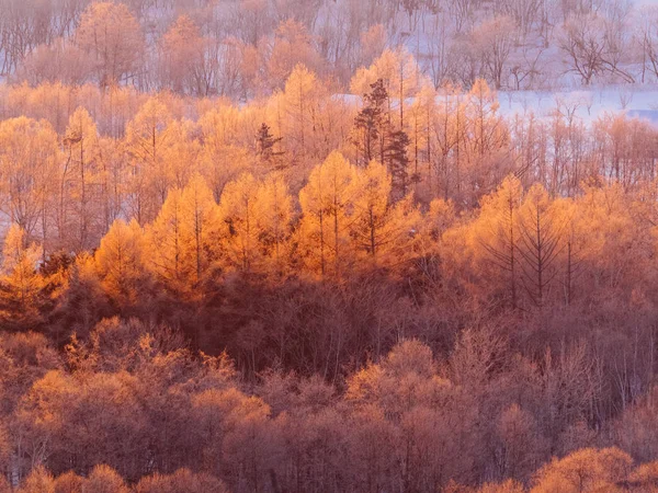 Overdekte forest vorst in de vroege ochtend — Stockfoto