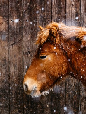 At kışın hokkaido