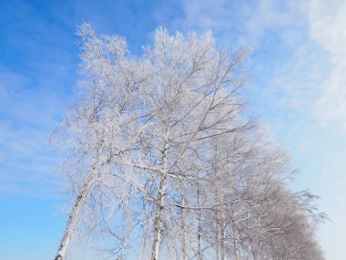 ağaç ve mavi gökyüzü Forst kaplı