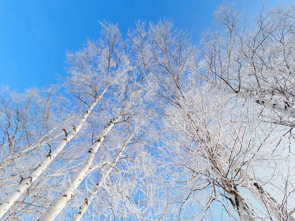 Árbol forst cubierto y cielo azul —  Fotos de Stock