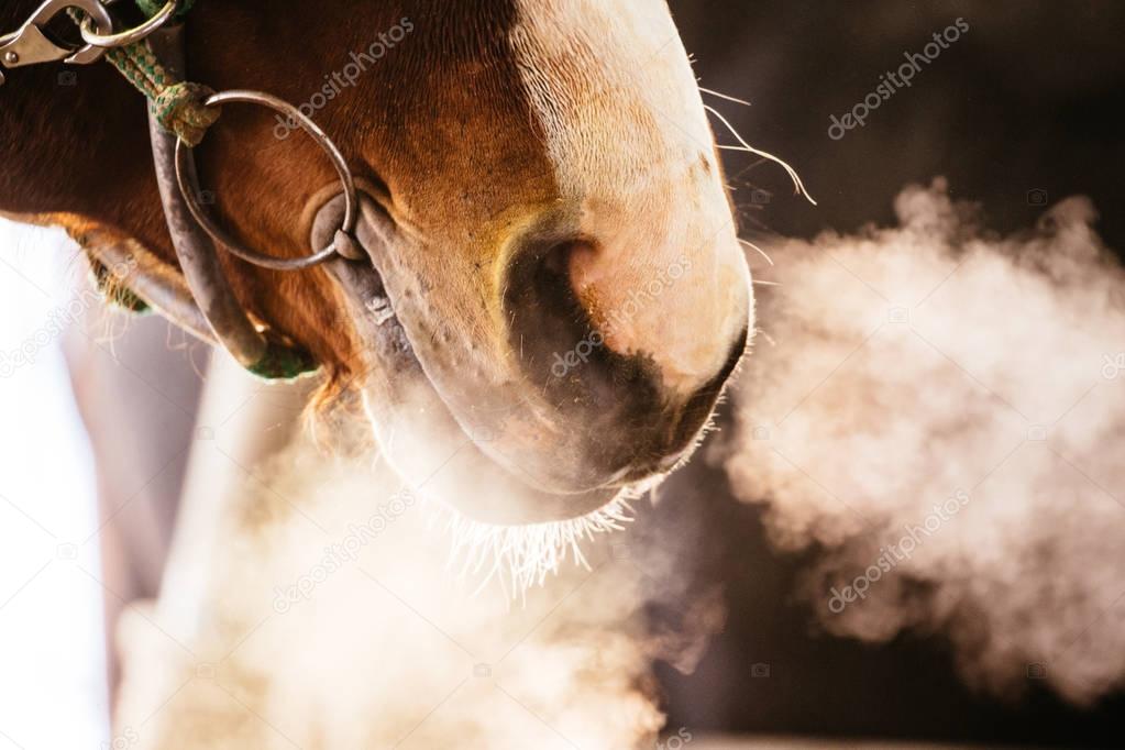 horse in winter hokkaido