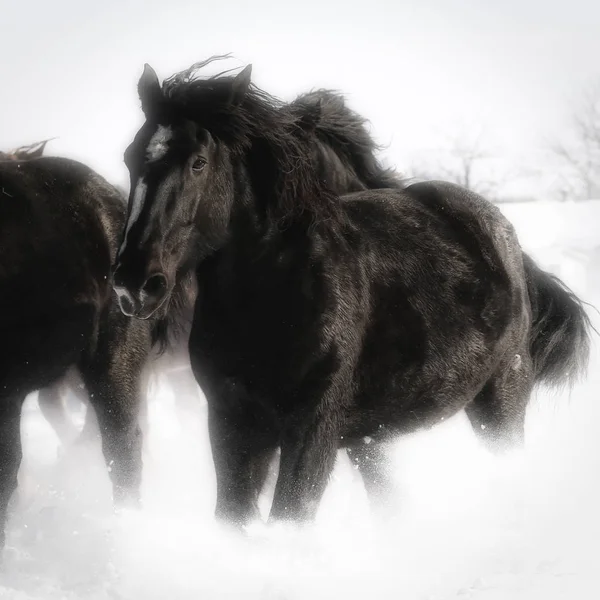 Бег лошадей на Хоккайдо — стоковое фото