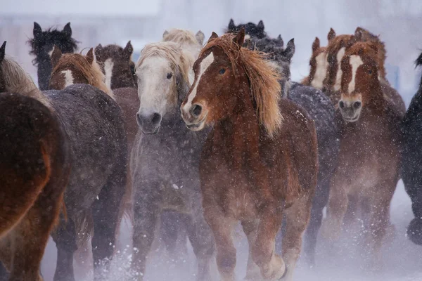 Corse di cavalli in hokkaido — Foto Stock