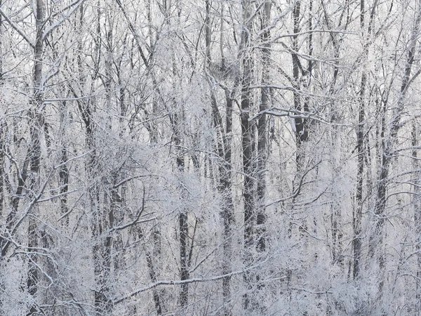 Arbre couvert de givre dans hokkaido — Photo