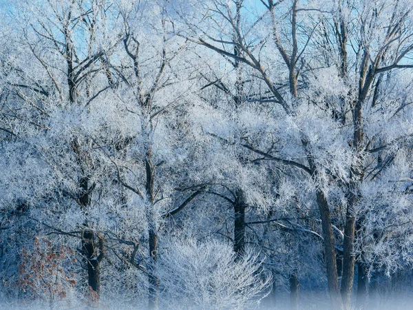 Frost covered tree in hokkaido — Stock Photo, Image