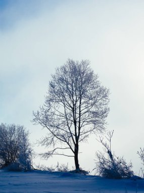 hokkaido ağacında kapsamındaki frost