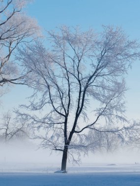 hokkaido ağacında kapsamındaki frost
