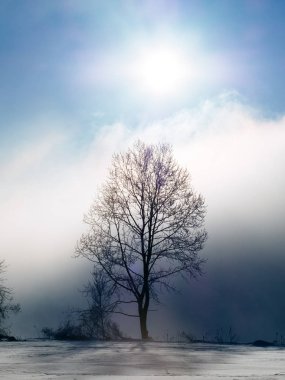 hokkaido ağacında kapsamındaki frost