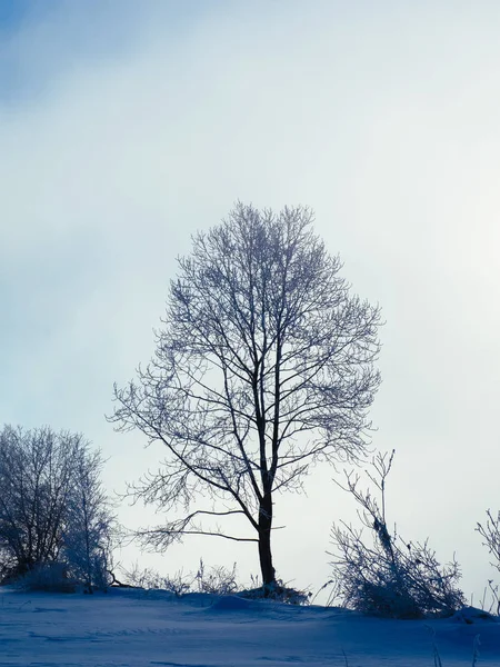 Mráz, které strom v hokkaido — Stock fotografie