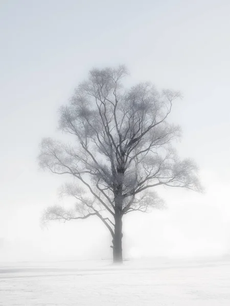 Матовое дерево на Хоккайдо — стоковое фото