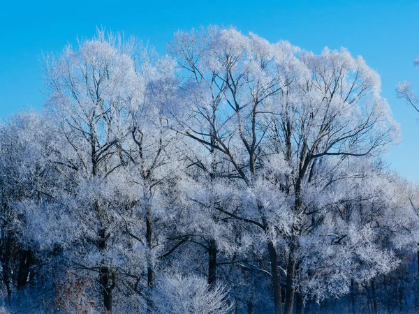 hokkaido ağacında kapsamındaki frost