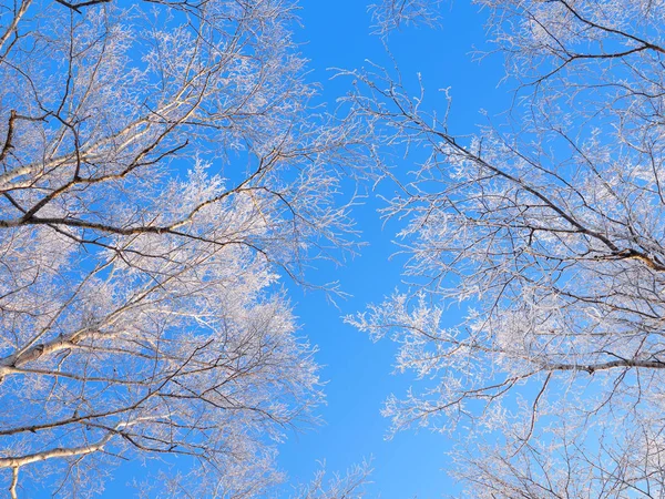 Árbol cubierto de escarcha y cielo azul —  Fotos de Stock