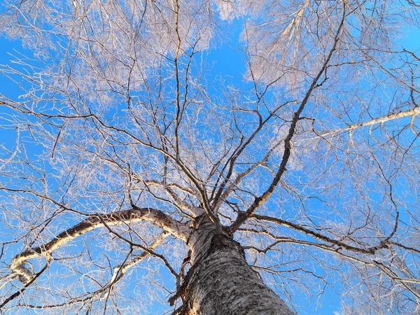 나무와 푸른 하늘을 덮은 서리 — 스톡 사진
