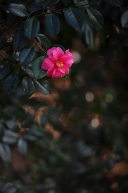 kamelya Japonya bahar