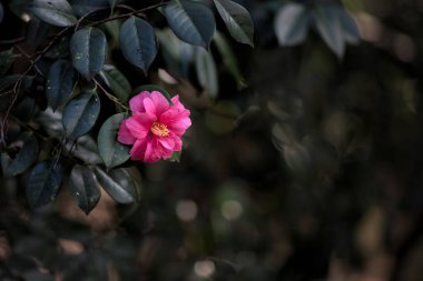 kamelya Japonya bahar