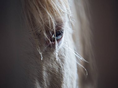 clsoe Beyaz Saray'a kadar