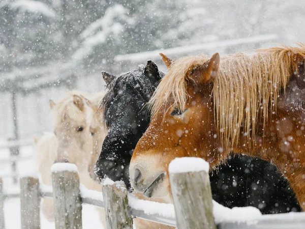 Pferd auf der Winterweide — Stockfoto