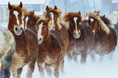 atların kışın çalışan