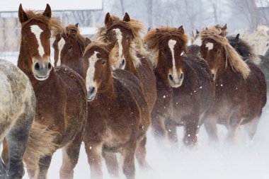 atların kışın çalışan