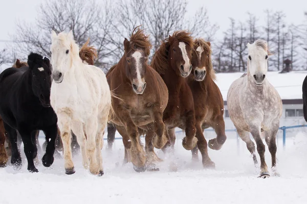 Systemem koni w zimie — Zdjęcie stockowe