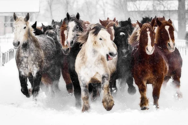 Correndo cavalos no inverno — Fotografia de Stock