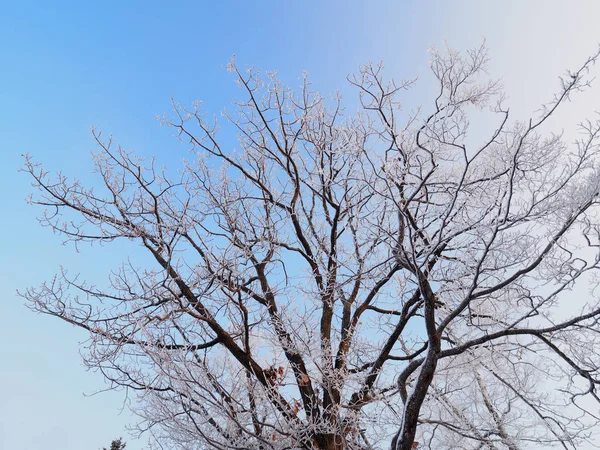 Frost dækket træ og blå himmel - Stock-foto