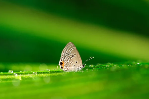 Borboleta pequena em folha verde — Fotografia de Stock