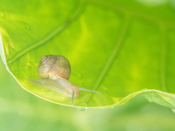 Escargot sur feuille verte — Photo