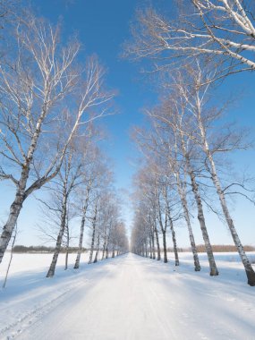 kapsamındaki frost ağaç ve kış yol