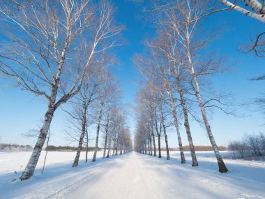 kapsamındaki frost ağaç ve kış yol