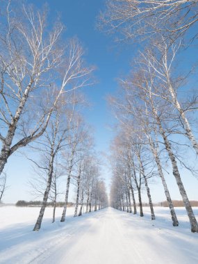 kapsamındaki frost ağaç ve kış yol