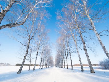 kapsamındaki frost ağaç ve kış yol