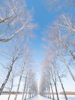kapsamındaki frost ağaç ve kış yol