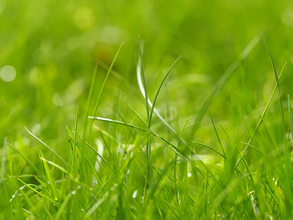 Πράσινο γρασίδι στον κήπο — Φωτογραφία Αρχείου